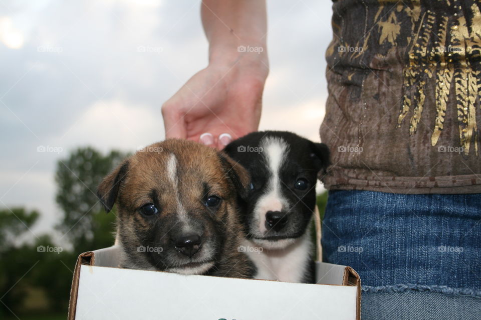 Traveling Pups. One month old puppies. 