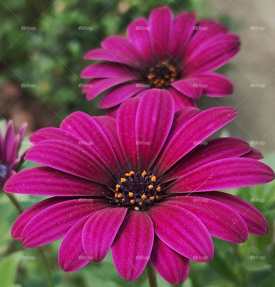 Purple Daisy