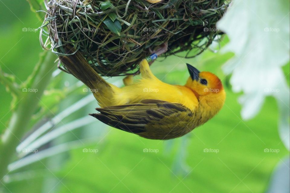Yellow nest building bird