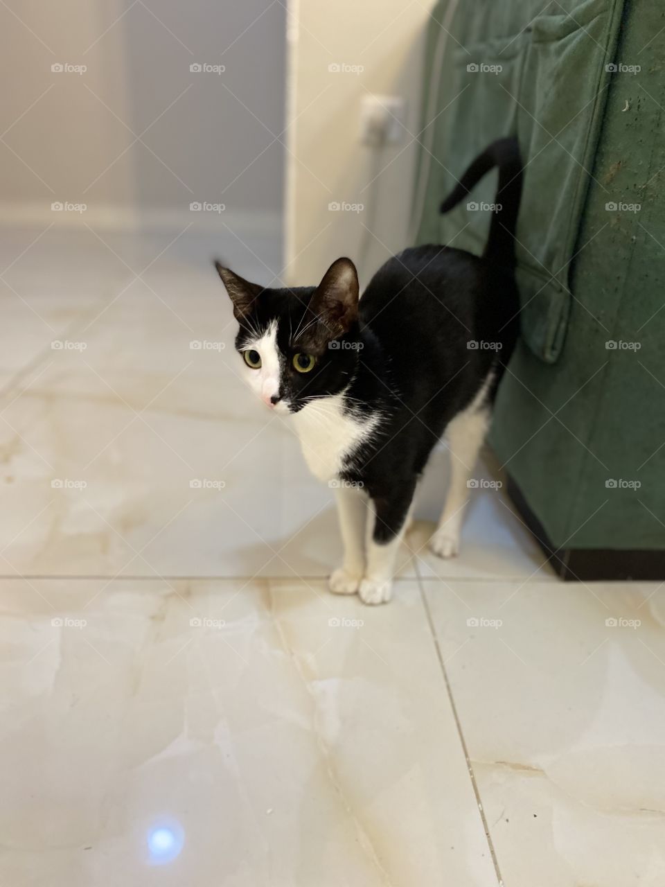 Different cat 🐈‍⬛