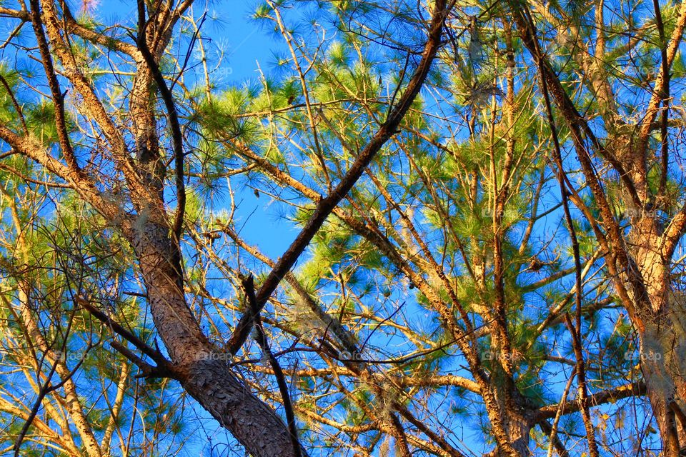 Close-up of Pine tree