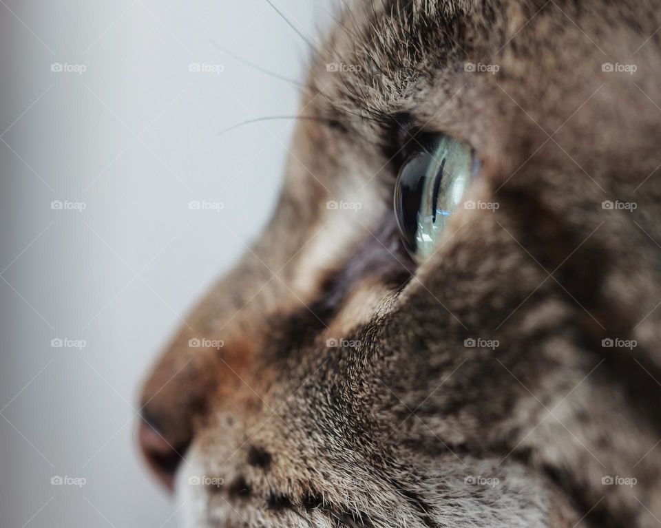 Side view of cat face