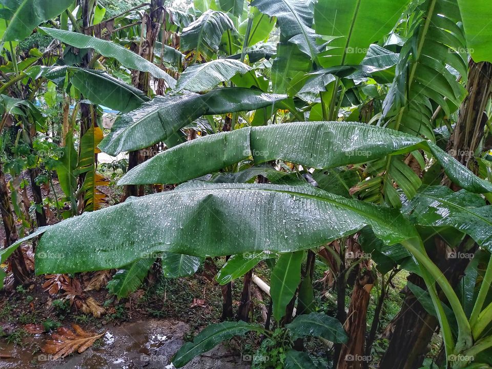 Rain Falling on Banana Farm