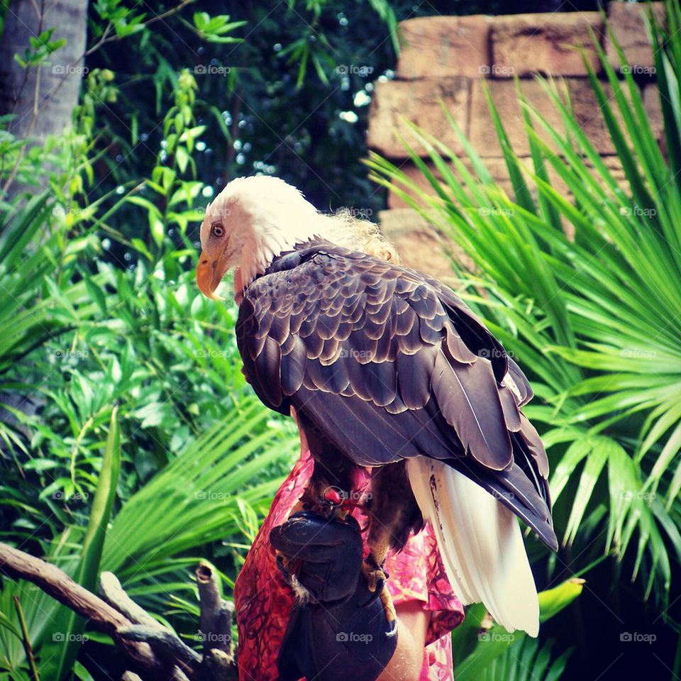 summer beautiful florida eagle by tonyalynn