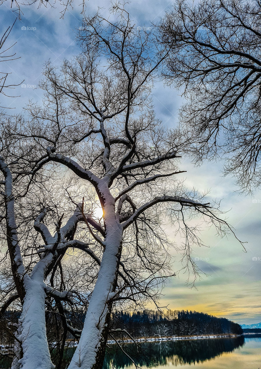 trees and snow