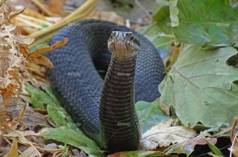 Front view of a snake