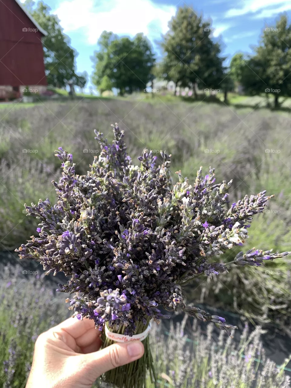 Bouquet of lavender