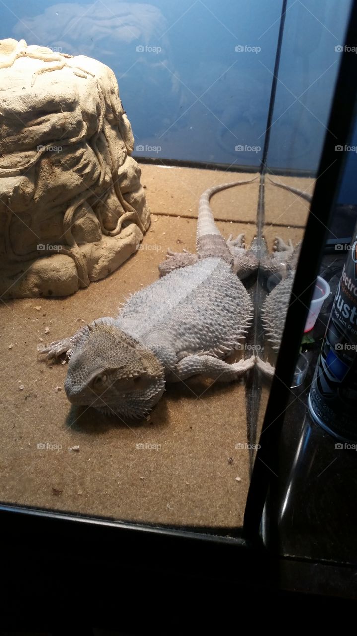 No Person, Animal, Travel, Sculpture, Reptile