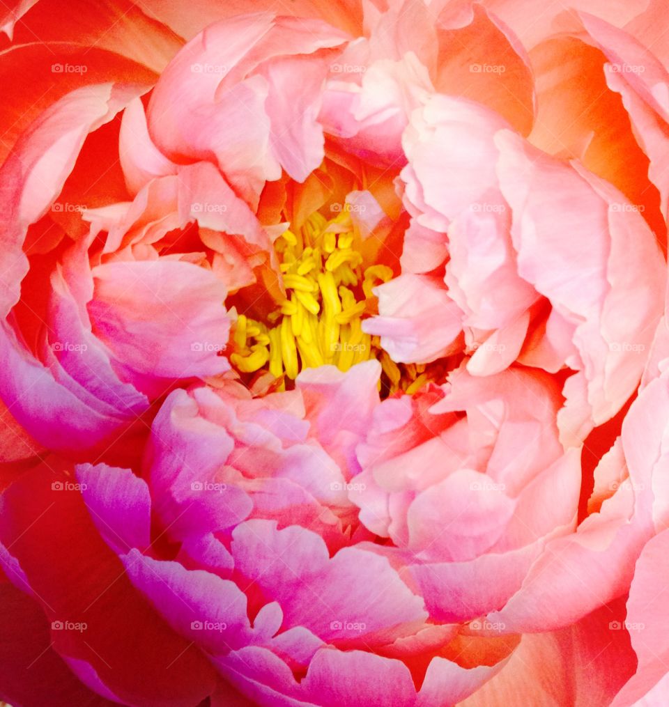 Closeup of a flower 