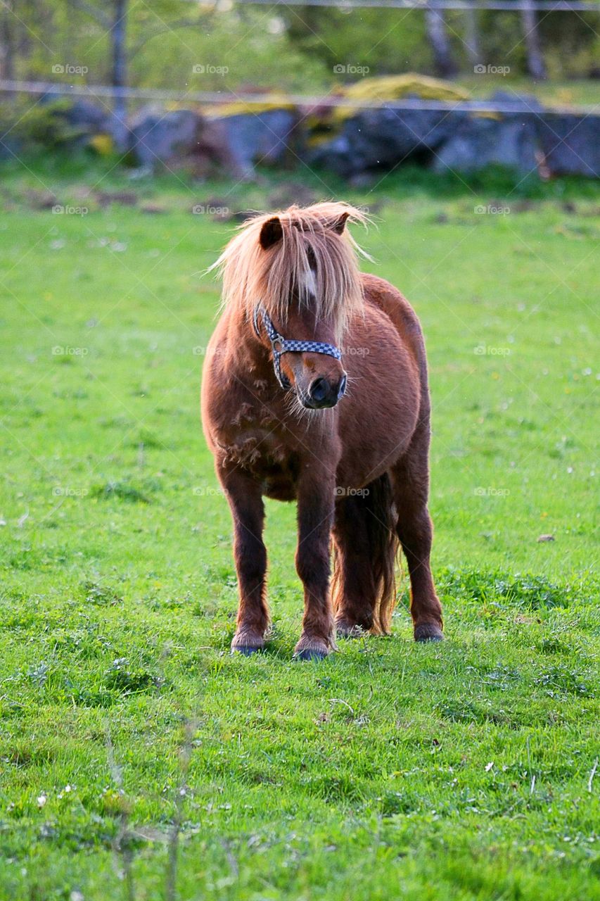 Pony in field