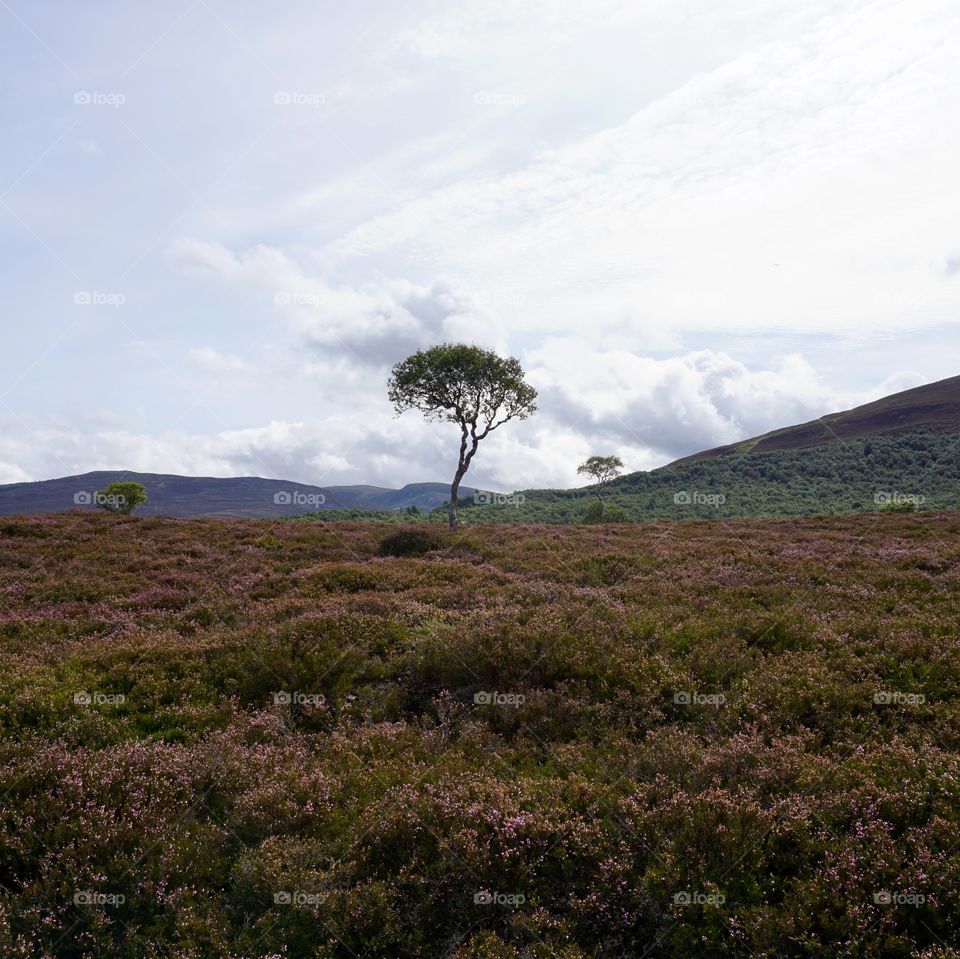 Bonnie Bonnie Scotland