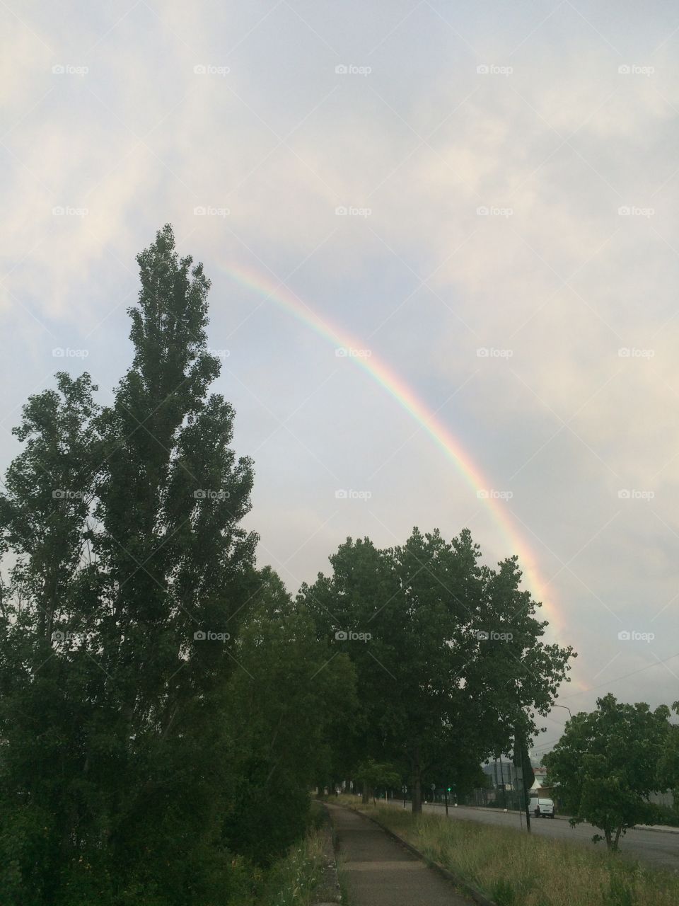 Rainbow over trees.