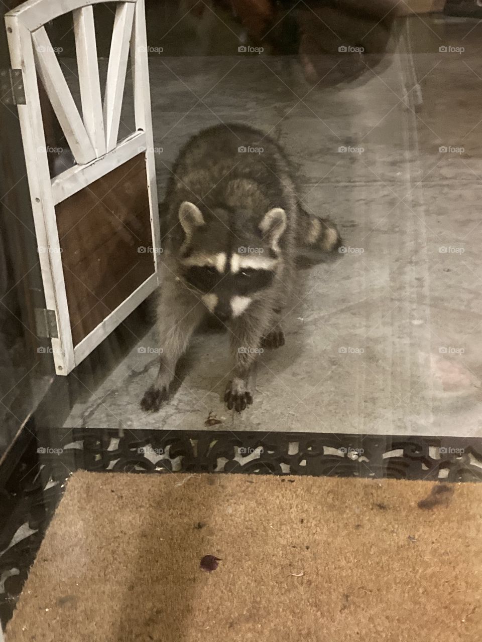 Raccoon is evening visitor 