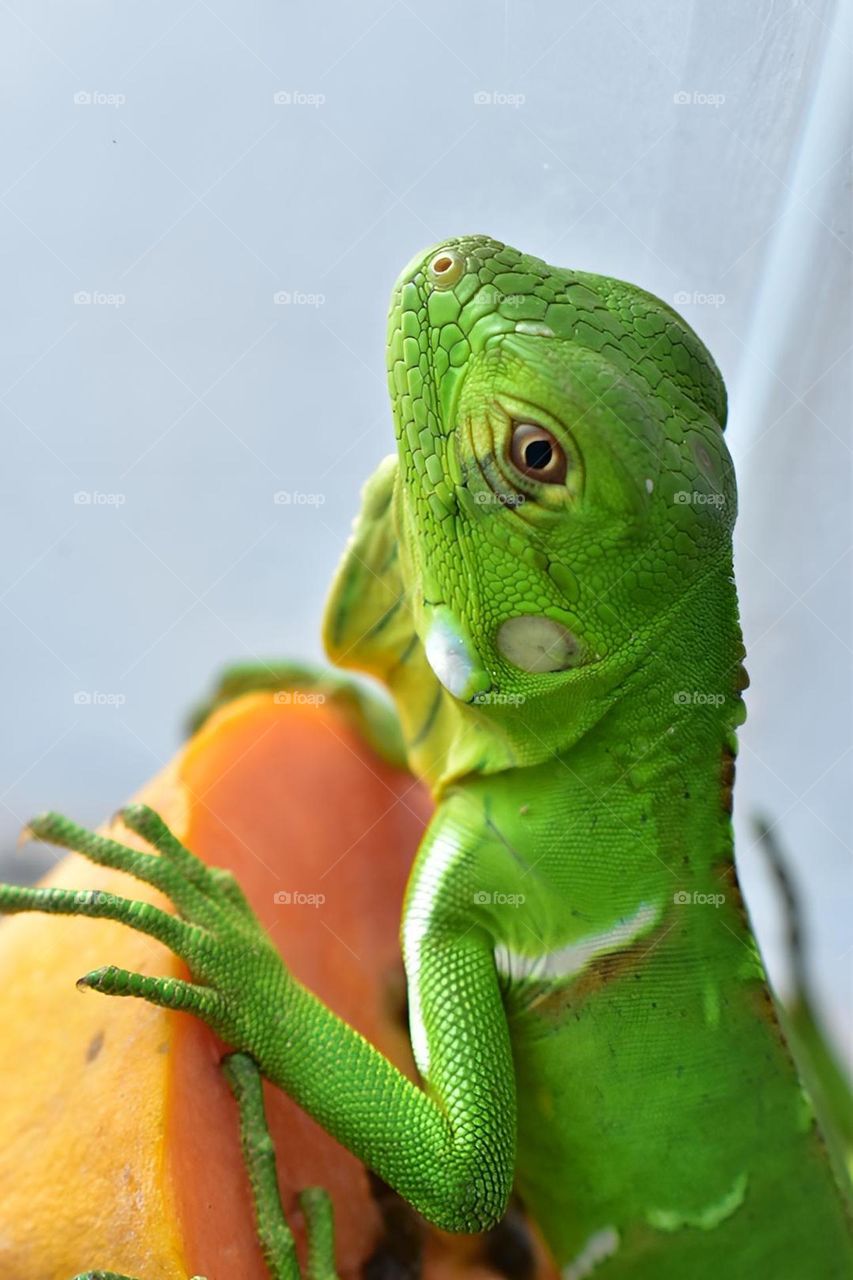 iguana