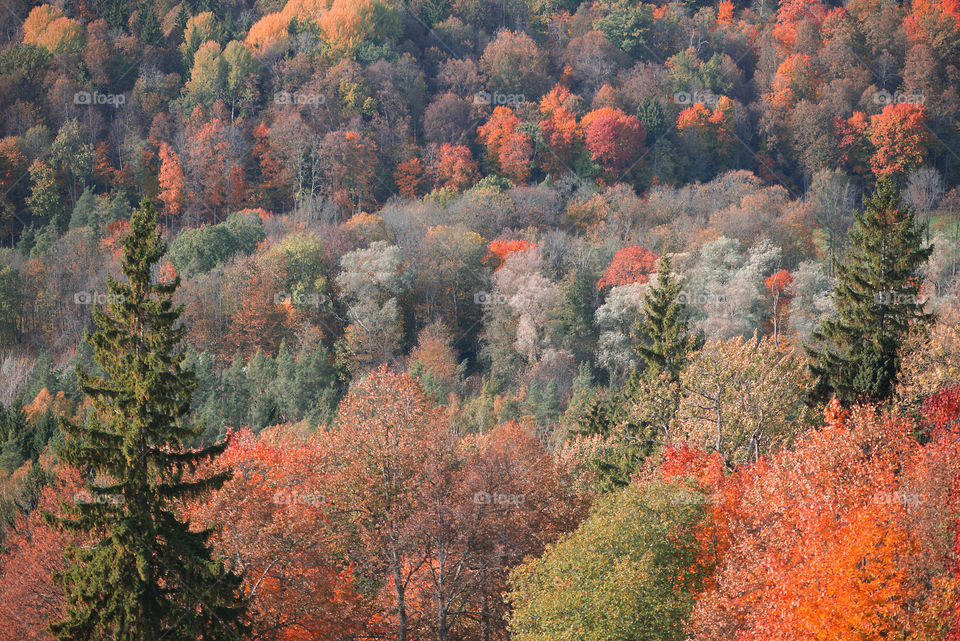 Autumn landscape in Sigulda, Latvia