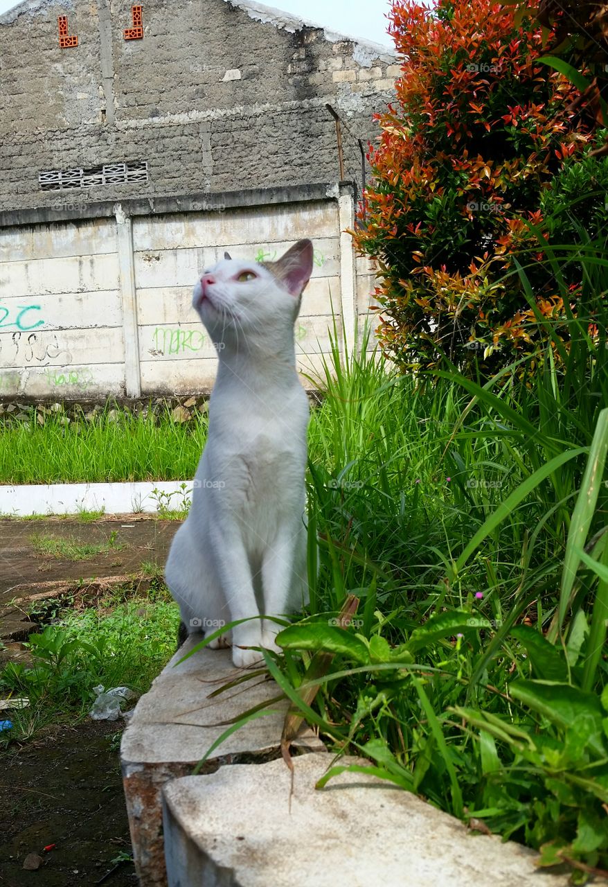 A female cat sitting on broken concrete fence with plants around her. Her head looking up to the sky. Photo taken in the late afternoon.
