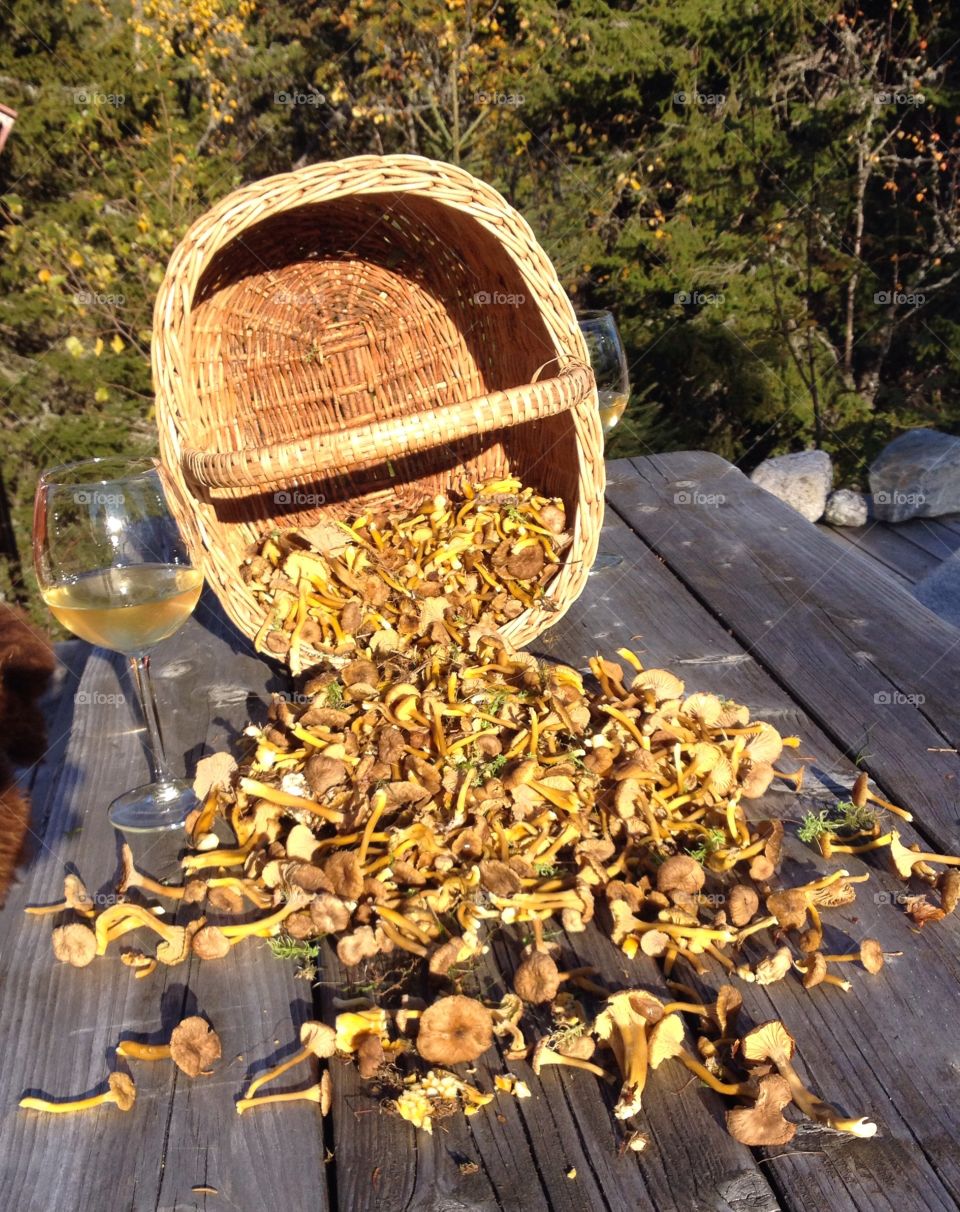 Chanterelles . Harvest from the forest 