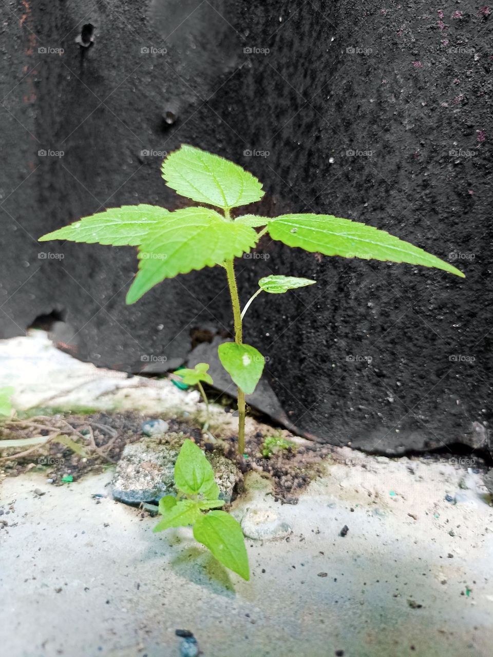 A close-up of a photo that captures the essence of resilience and growth amidst adversity. Young plant with bright green leaves growing on cracked concrete surface, against rough black wall background