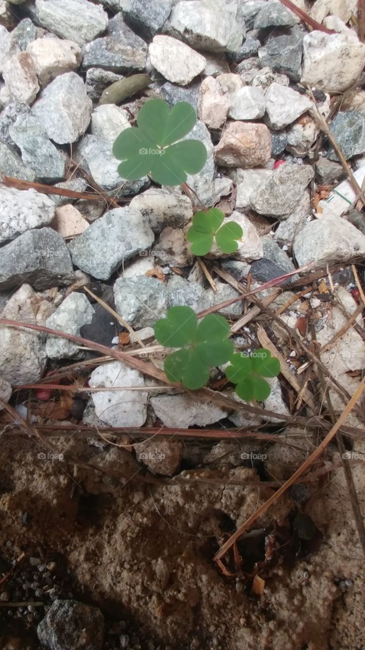 green clovers in rocks