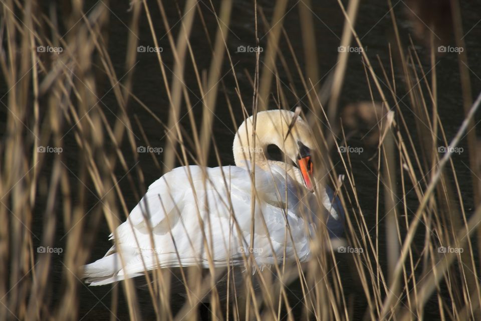 close up of a white swan