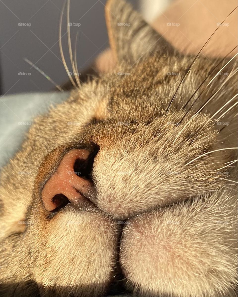 Tabby cat Closeup 