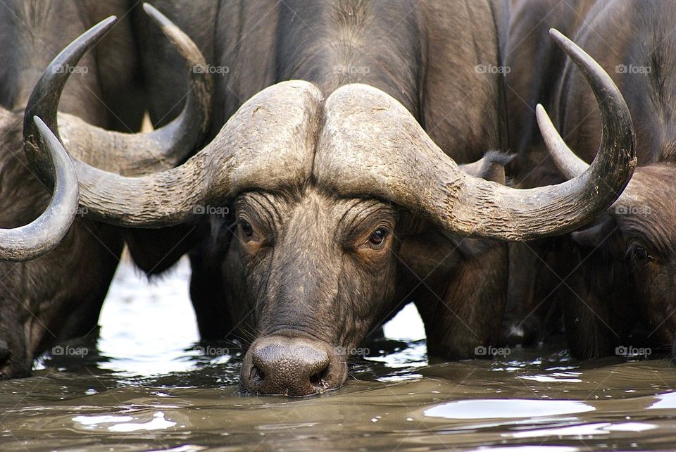 A close up shot of a buffalos drinking water at the water hole in Kavinga, Zimbabwe while looking at me 