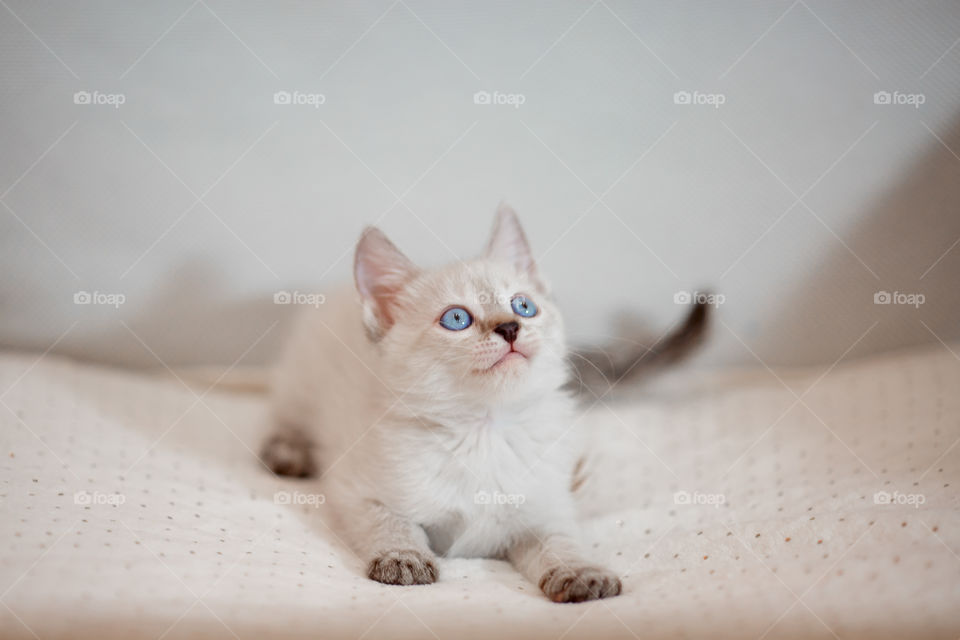 Little Tibet color-point kitten playing