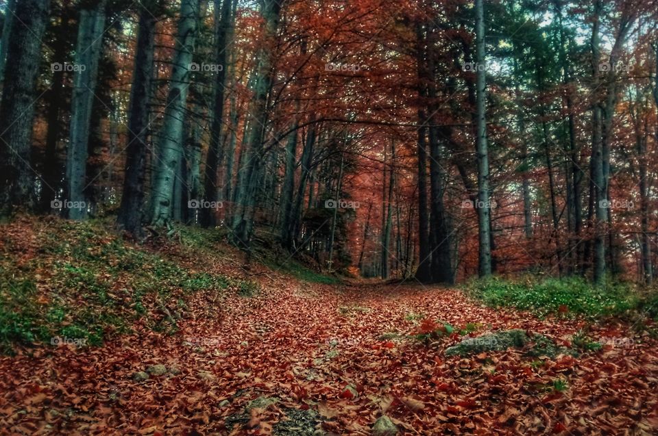 Brasov-Romania. Colorfull autumn trail