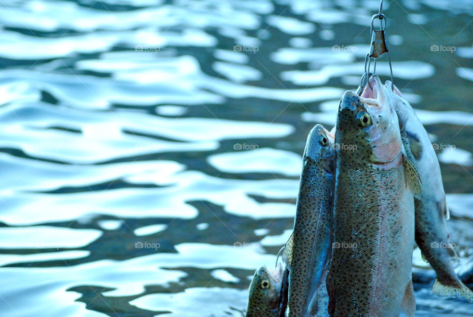 Caught Trout fish in lake