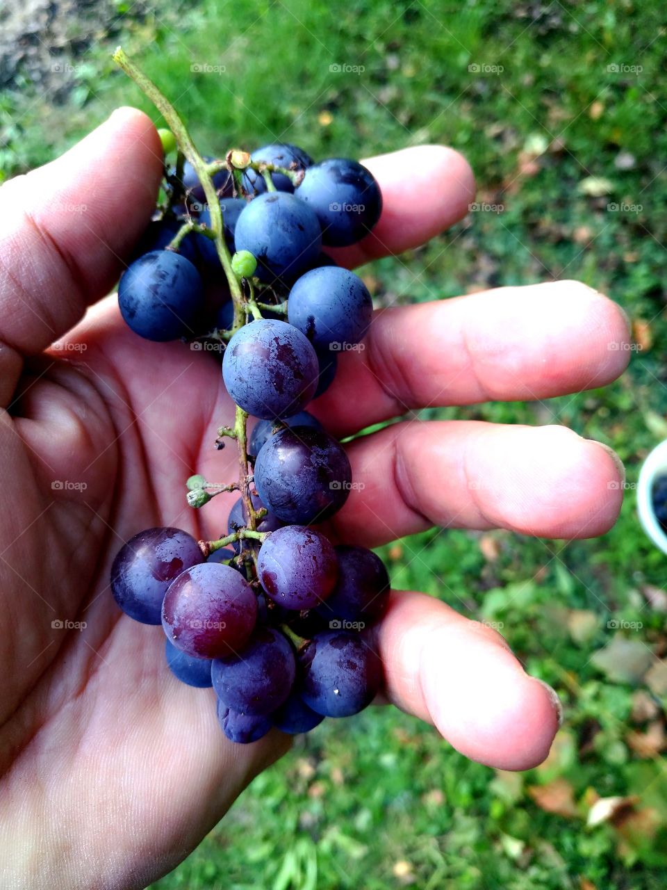 grapes