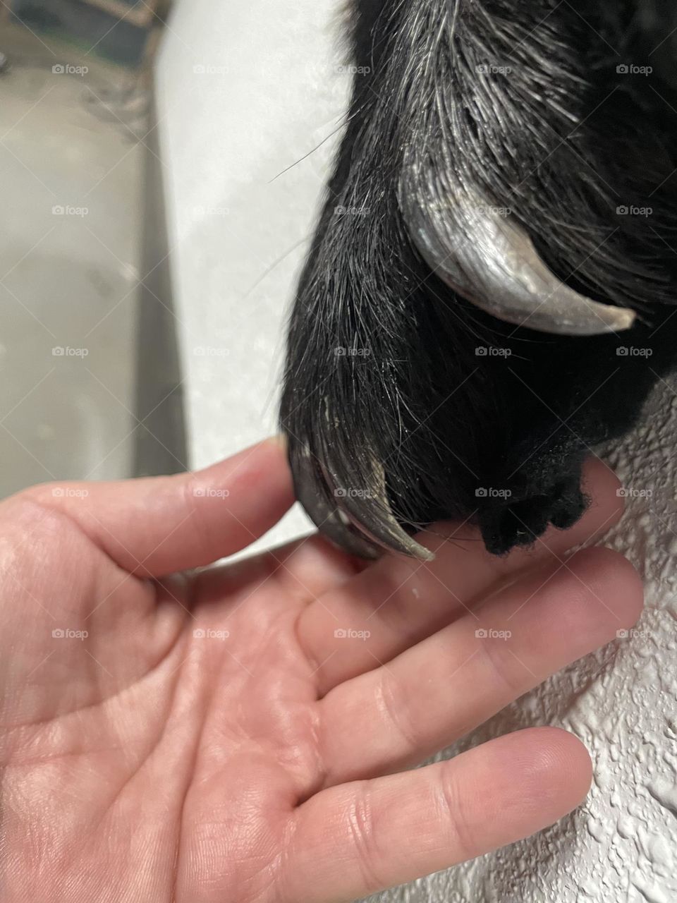 3 yr old black bear paw/foot, was shot out of self defence to save a family, but they saved his hide for a rug and ate the meat.