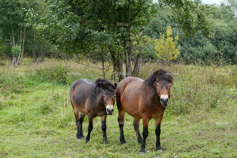 Two wild horses on pasture.