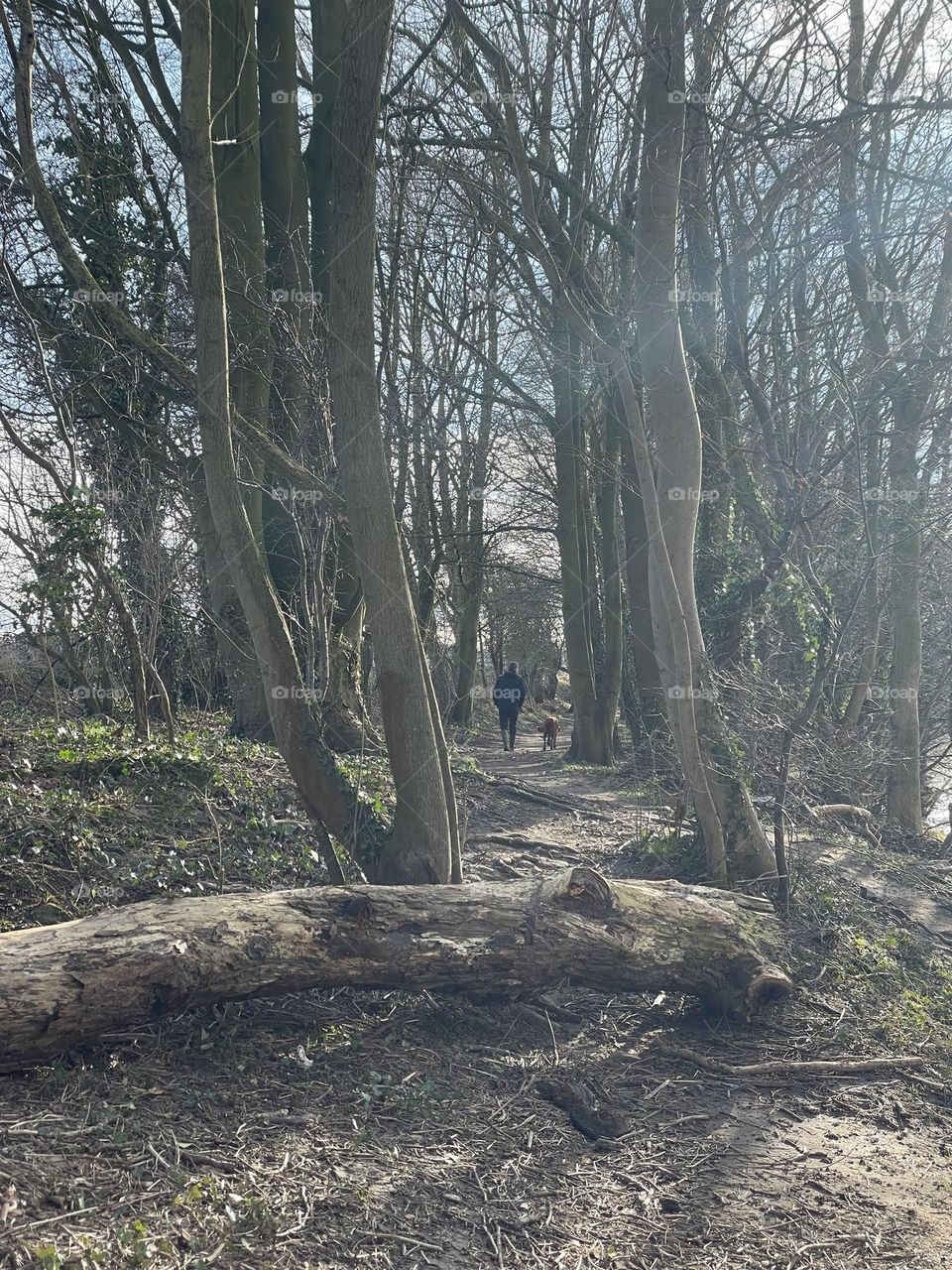 Dodging fallen trees on our walk today … after the storm 