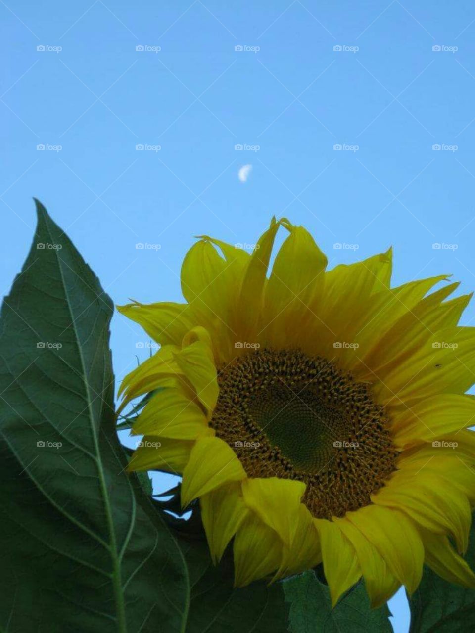 Sunflower with daytime moon crescent in the background sky.