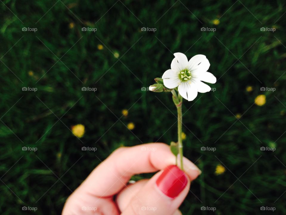 Flower in the hand 