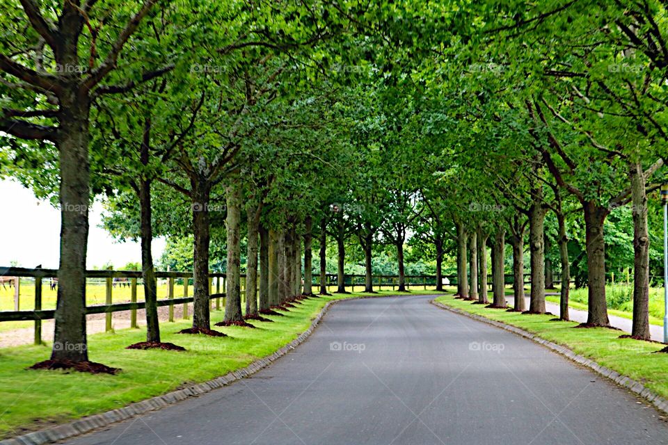 Beautiful green avenue! 