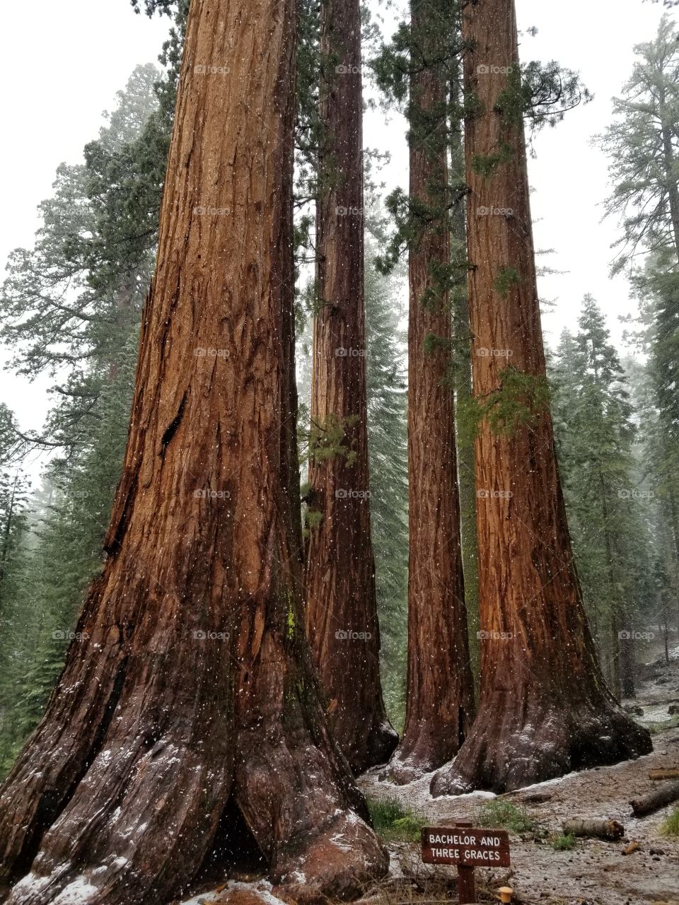 The Bachelor and Three Grace's. Mariposa Grove