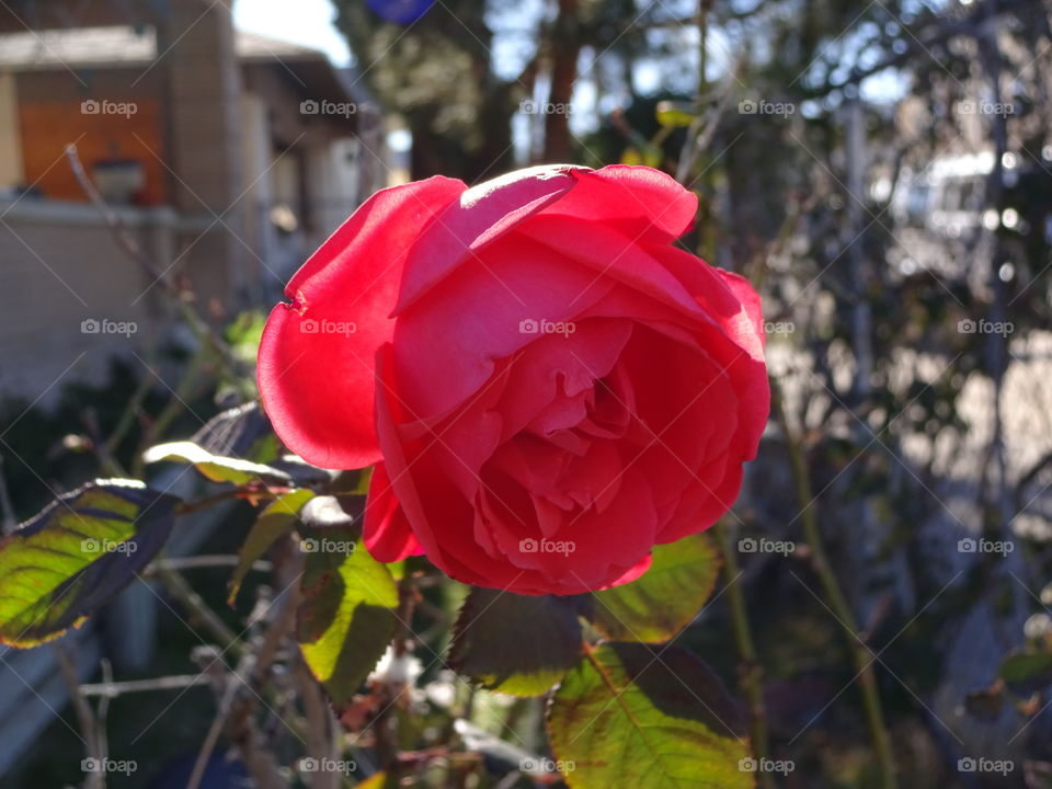 pink rose