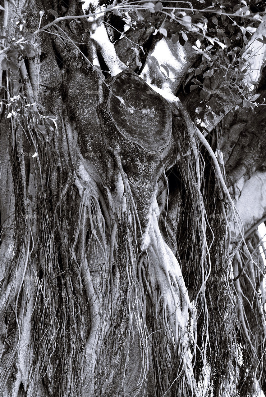 Banyan tree roots