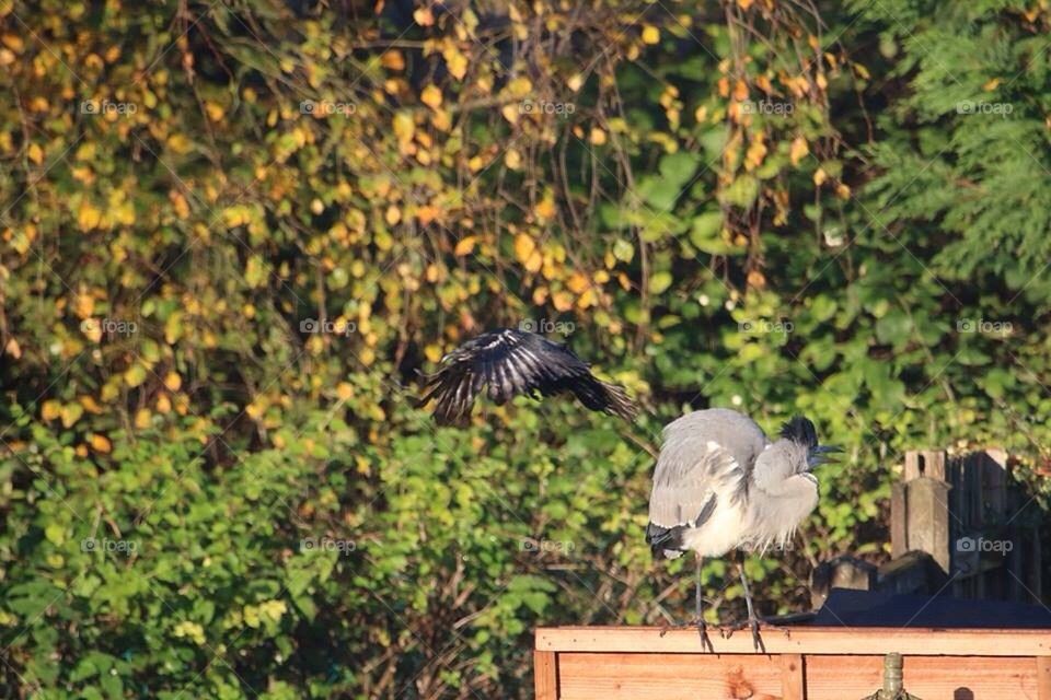 This is my patch !!!!