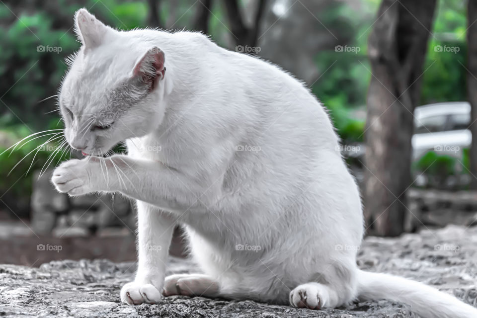 White cat licking her paw