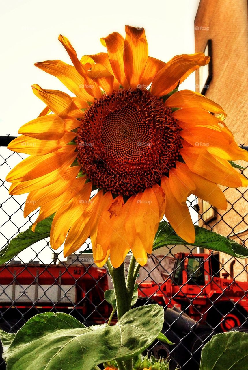 Sunflower in New York City