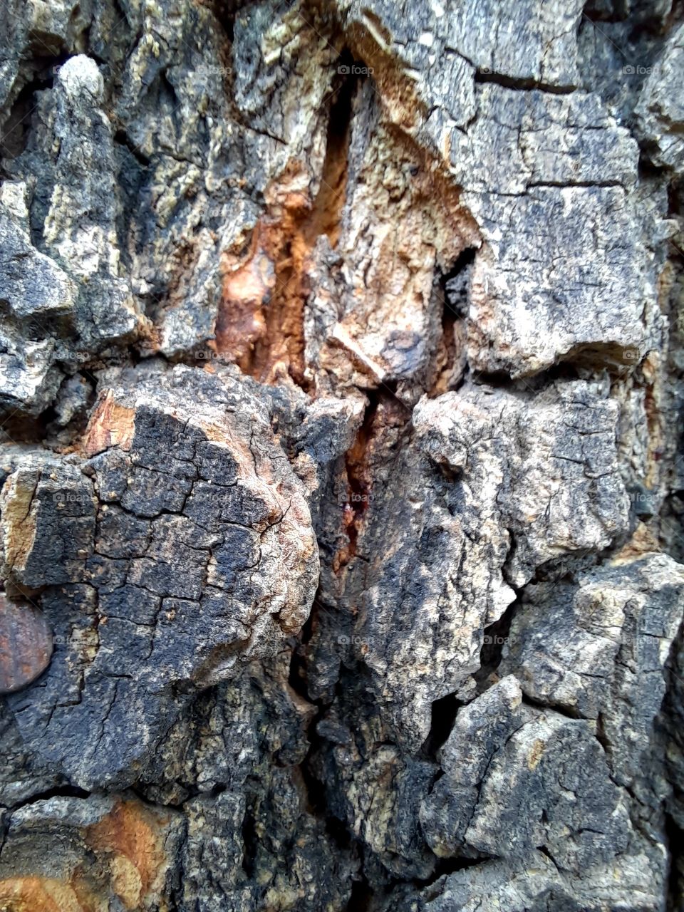 mango tree's trunk.