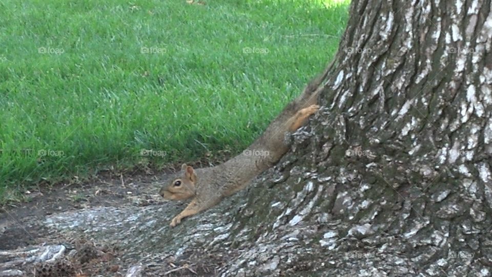 squirrel