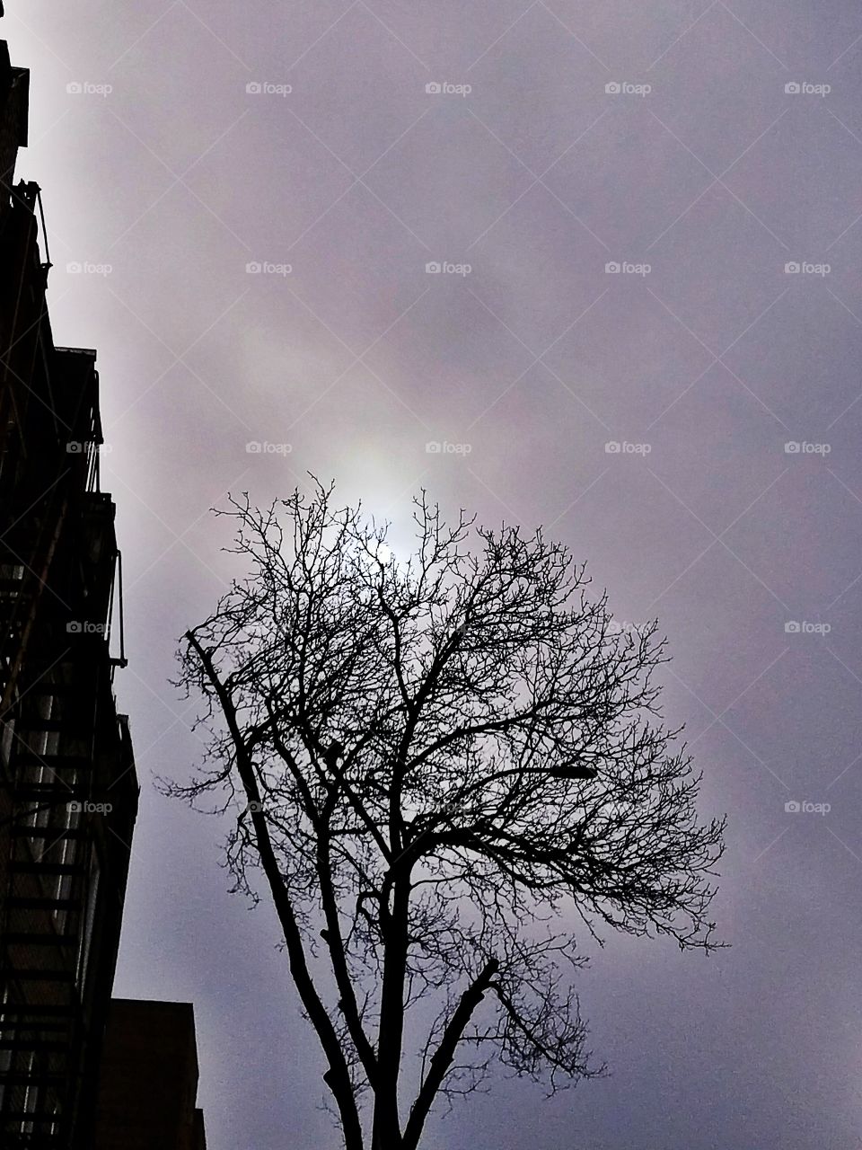 No Person, Dawn, Fog, Sunset, Silhouette