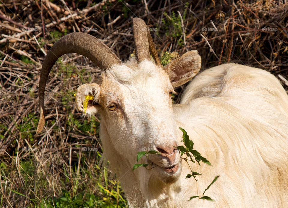 Goat eating.