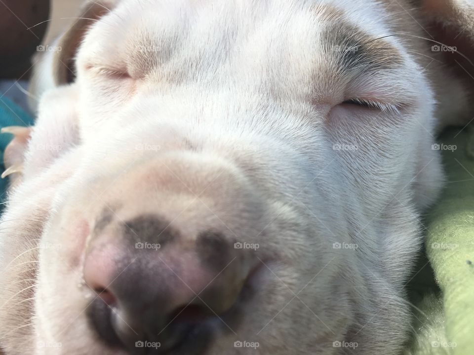 Dreaming pup