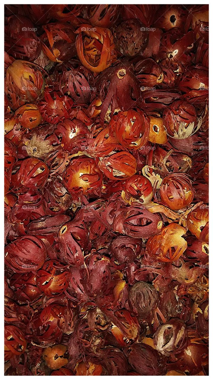 ജാതി പത്രി