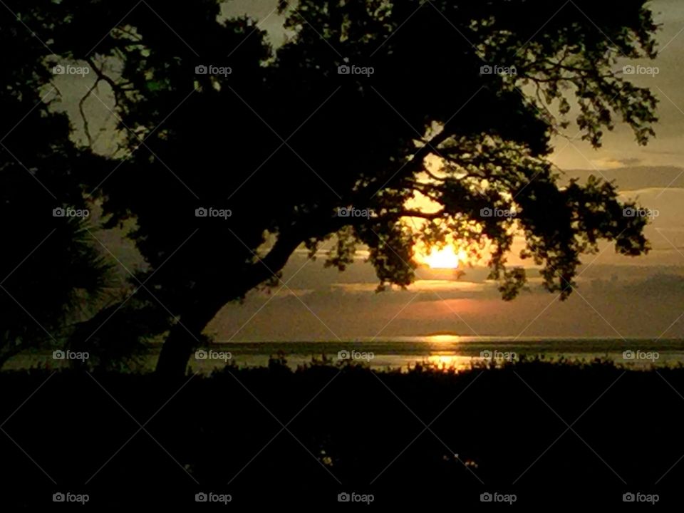 Tree, Silhouette, Sunset, Landscape, Dawn