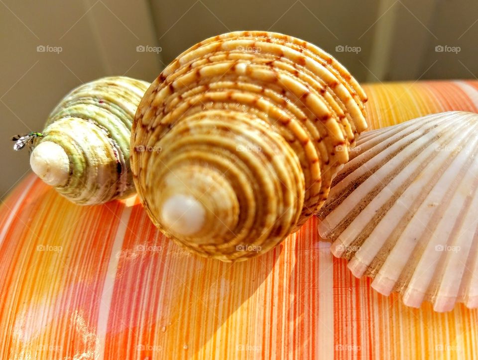 shell